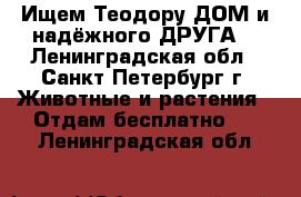 Ищем Теодору ДОМ и надёжного ДРУГА! - Ленинградская обл., Санкт-Петербург г. Животные и растения » Отдам бесплатно   . Ленинградская обл.